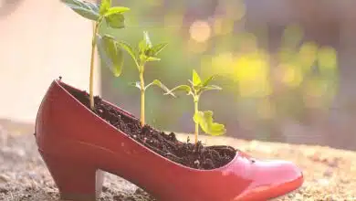 Une chaussure où poussent des plantes.