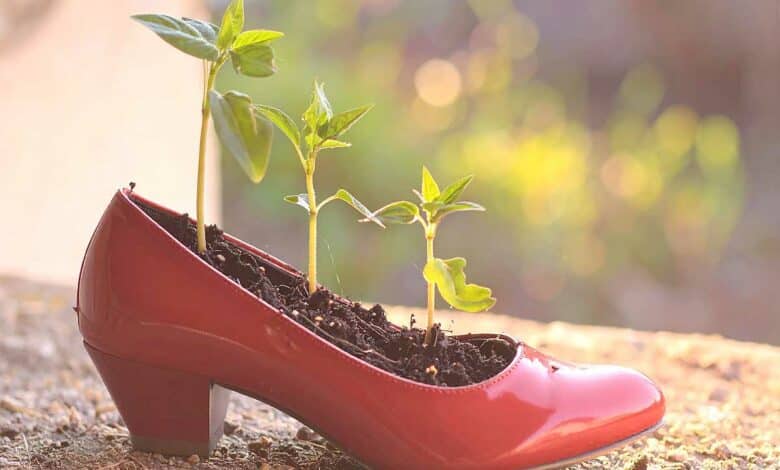 Une chaussure où poussent des plantes.