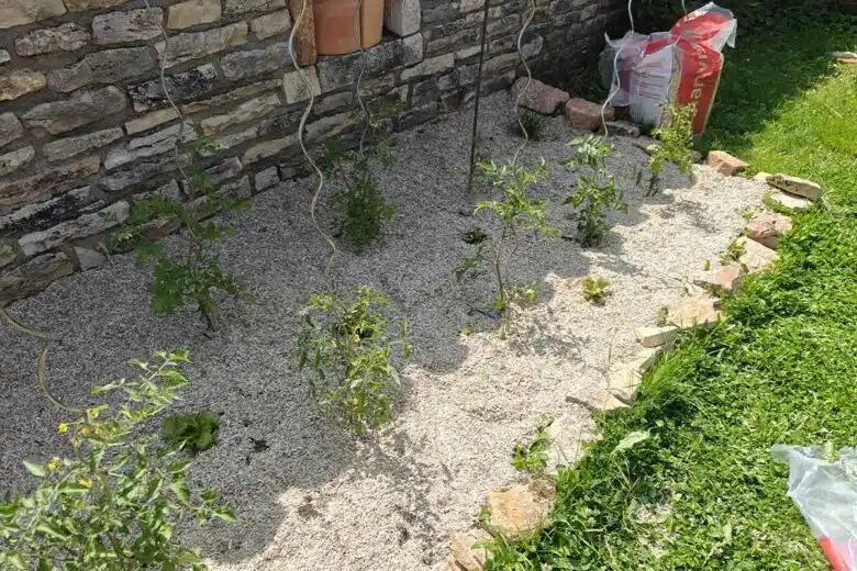 Du paillage de chanvre pour le jardin potager.