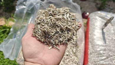 Il existe de nombreuses solutions pour le paillage au jardin dont le paillis de chanvre.
