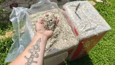Il existe de nombreuses solutions pour le paillage au jardin dont le paillis de chanvre.
