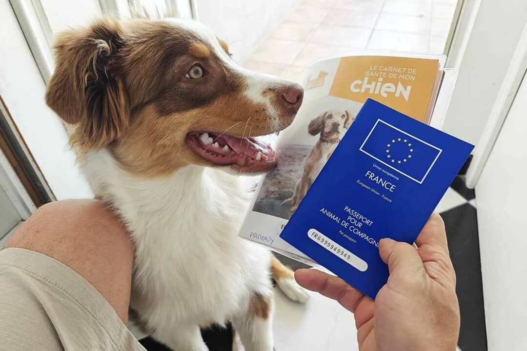 Athéna est équipée d'un passeport pour animaux de compagnie et peut donc voyager avec son maitre.