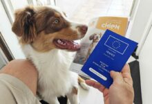 Athéna est équipée d'un passeport pour animaux de compagnie et peut donc voyager avec son maitre.