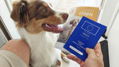 Athéna est équipée d'un passeport pour animaux de compagnie et peut donc voyager avec son maitre.