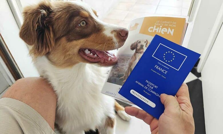 Athéna est équipée d'un passeport pour animaux de compagnie et peut donc voyager avec son maitre.