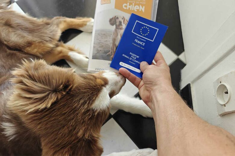 Généralement le passeport pour animaux de compagnie est délivré lors de la première vaccination par le vétérinaire, pensez à le réclamer.
