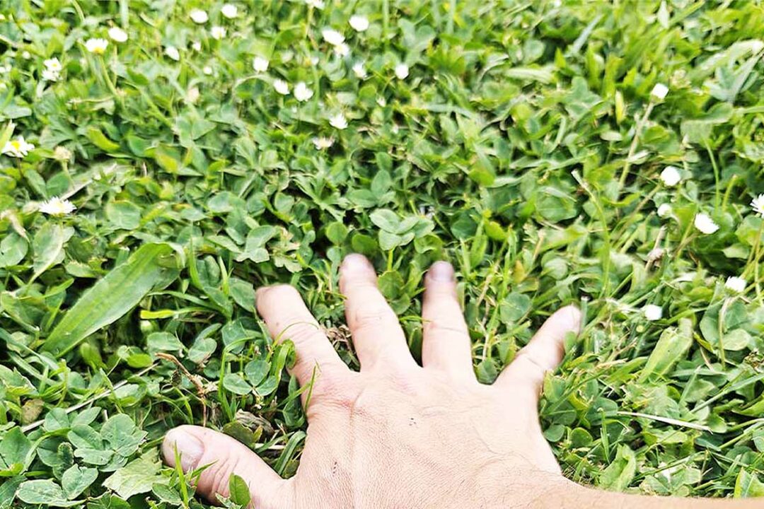 La main dans l'herbe.