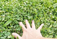 La main dans l'herbe.
