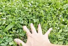 La main dans l'herbe.