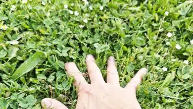 La main dans l'herbe.
