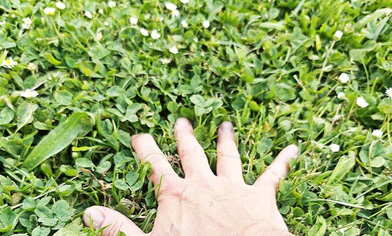La main dans l'herbe.