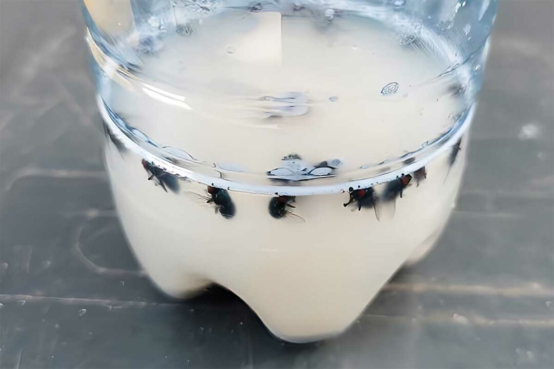Comment se débarrasser des mouches avec des solutions naturelles ?