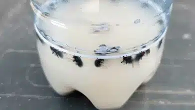 Comment se débarrasser des mouches avec des solutions naturelles ?