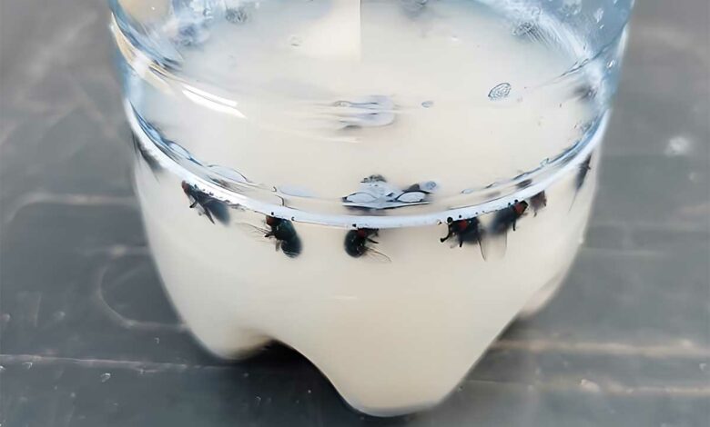 Comment se débarrasser des mouches avec des solutions naturelles ?