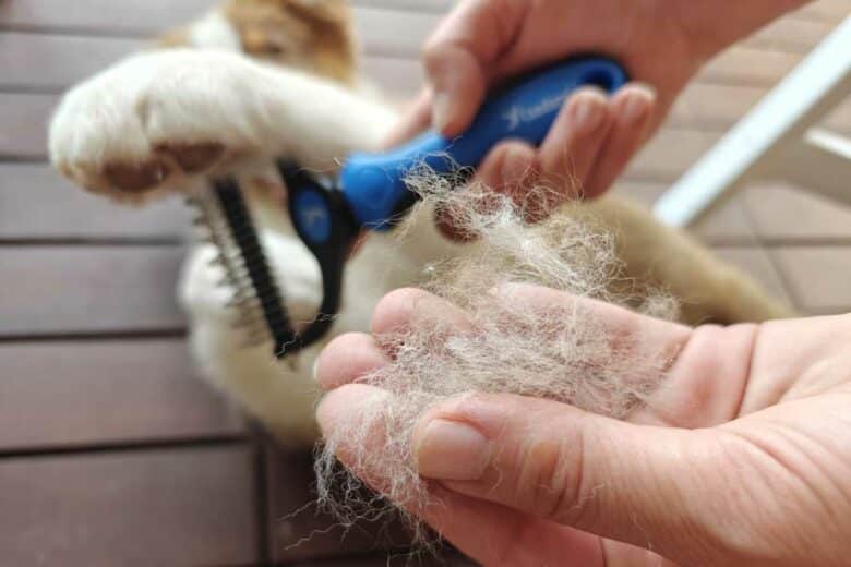 Les poils de votre chien sont un excellent répulsif pour les taupes.