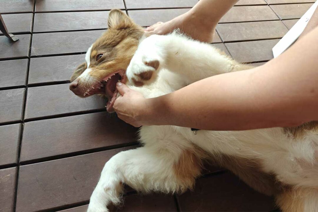 Un chien heureux.