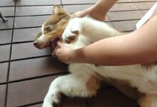 Un chien heureux.
