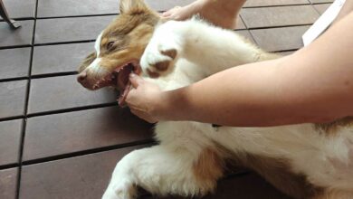 Un chien heureux.