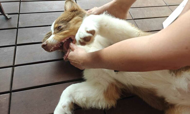 Un chien heureux.