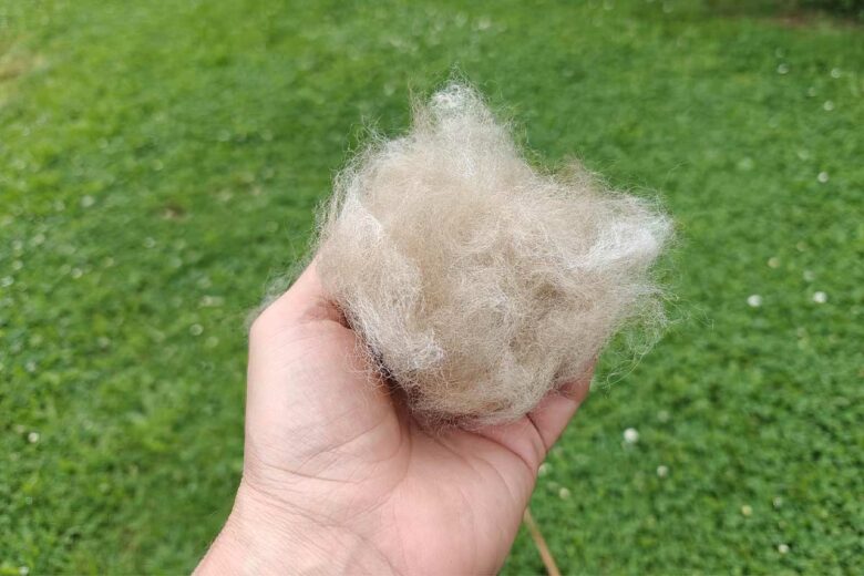 Une boule de poils de chien tenue en main au-dessus de la pelouse.