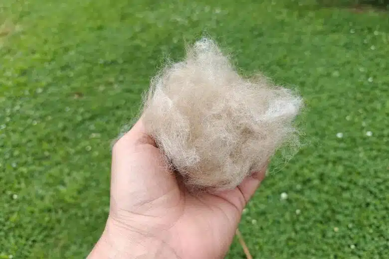 Une boule de poils de chien tenue en main au-dessus de la pelouse.