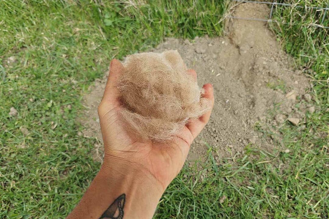 Déposez des poils de votre chien auprès et dans une taupinière pour faire fuir les taupes de votre jardin.