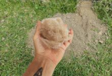 Déposez des poils de votre chien auprès et dans une taupinière pour faire fuir les taupes de votre jardin.