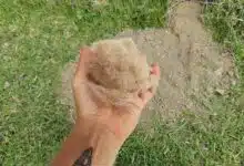 Déposez des poils de votre chien auprès et dans une taupinière pour faire fuir les taupes de votre jardin.