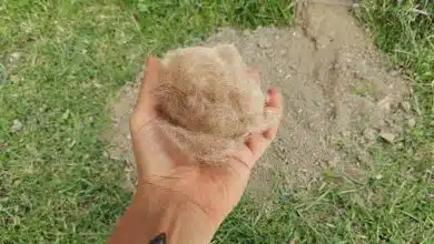 Déposez des poils de votre chien auprès et dans une taupinière pour faire fuir les taupes de votre jardin.