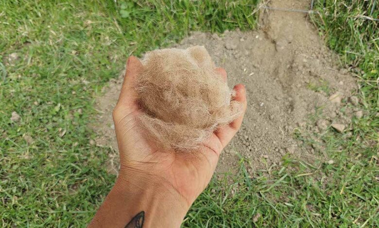 Déposez des poils de votre chien auprès et dans une taupinière pour faire fuir les taupes de votre jardin.