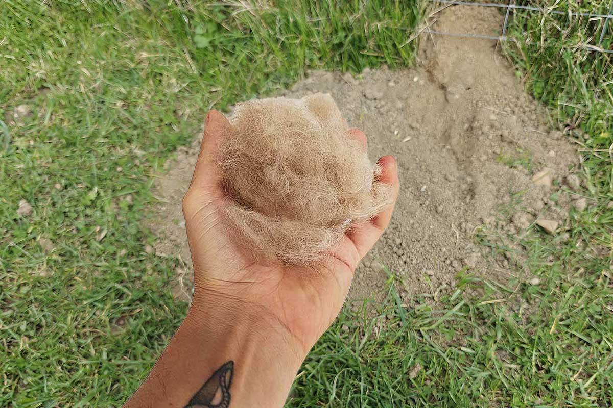 Déposez des poils de votre chien auprès et dans une taupinière pour faire fuir les taupes de votre jardin.