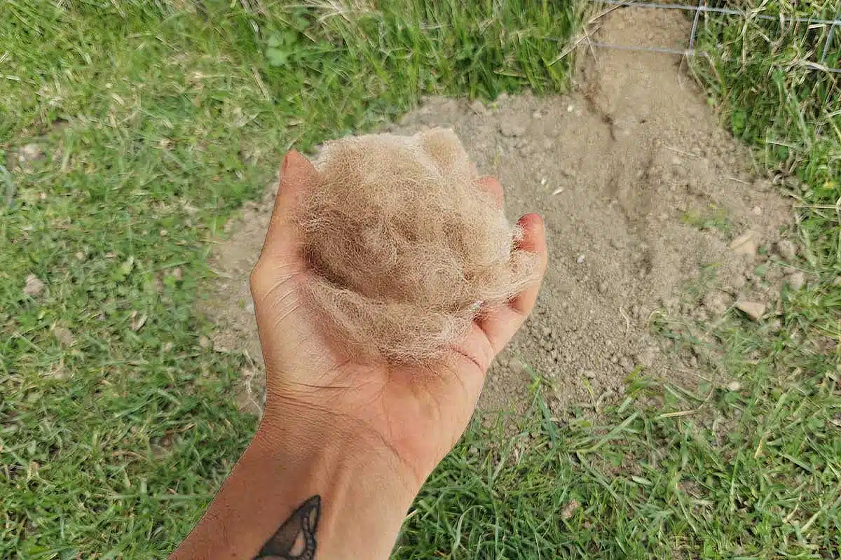 Déposez des poils de votre chien auprès et dans une taupinière pour faire fuir les taupes de votre jardin.