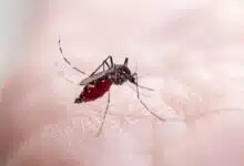 Un moustique posé sur la peau.