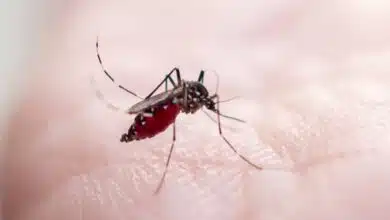Un moustique posé sur la peau.