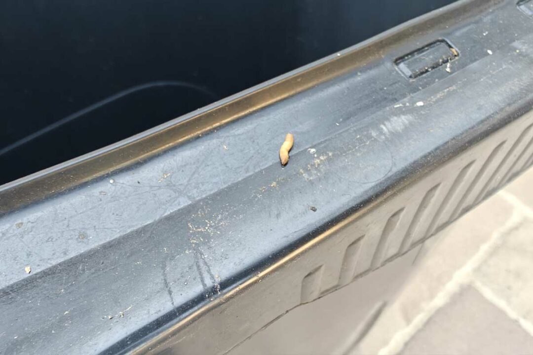 Un asticot sur une poubelle grise de la ville.