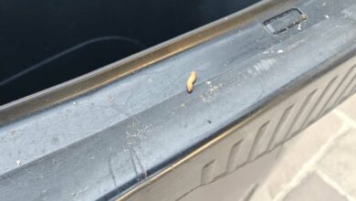 Un asticot sur une poubelle grise de la ville.