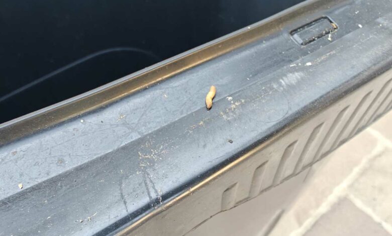 Un asticot sur une poubelle grise de la ville.