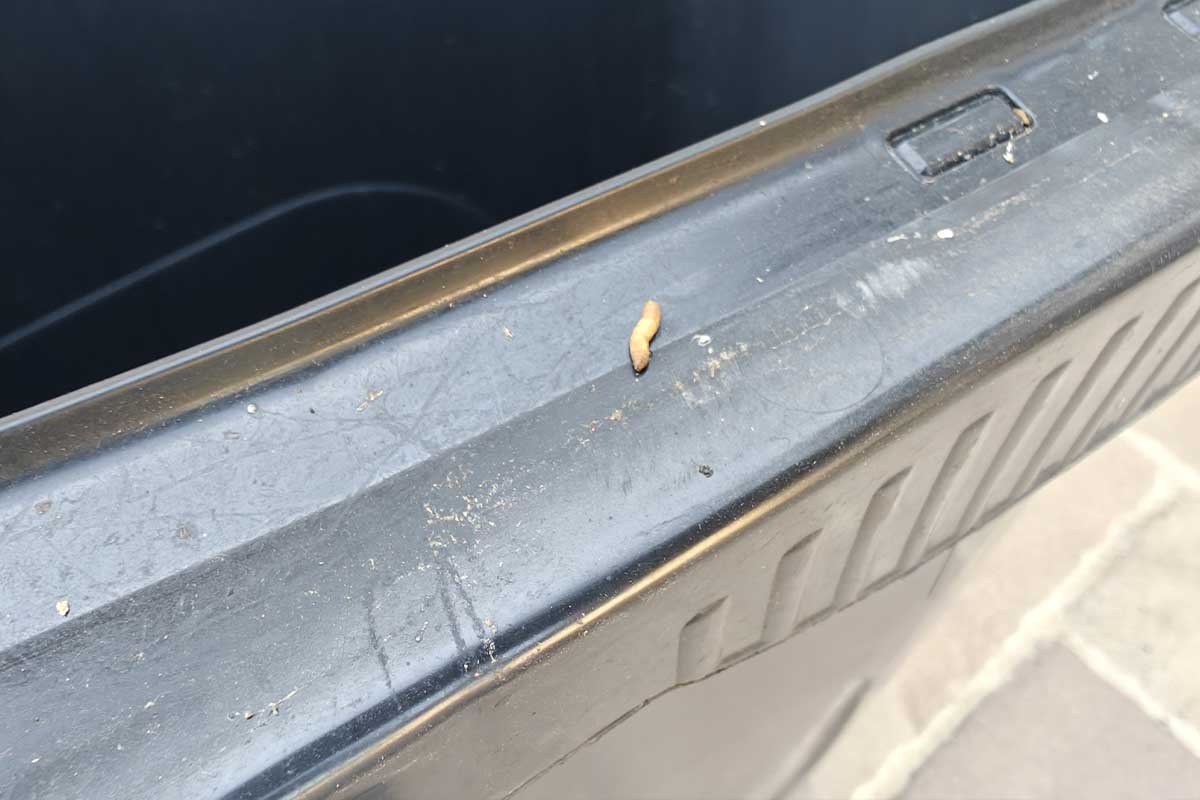 Un asticot sur une poubelle grise de la ville.