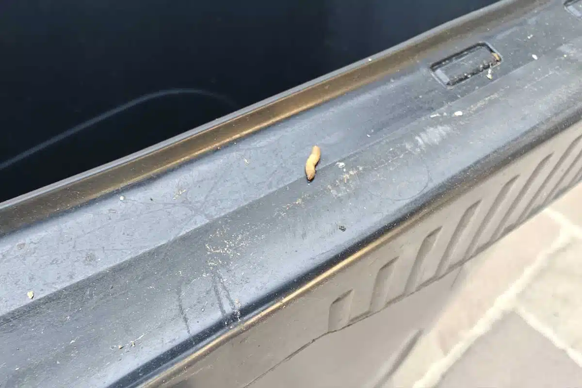 Un asticot sur une poubelle grise de la ville.
