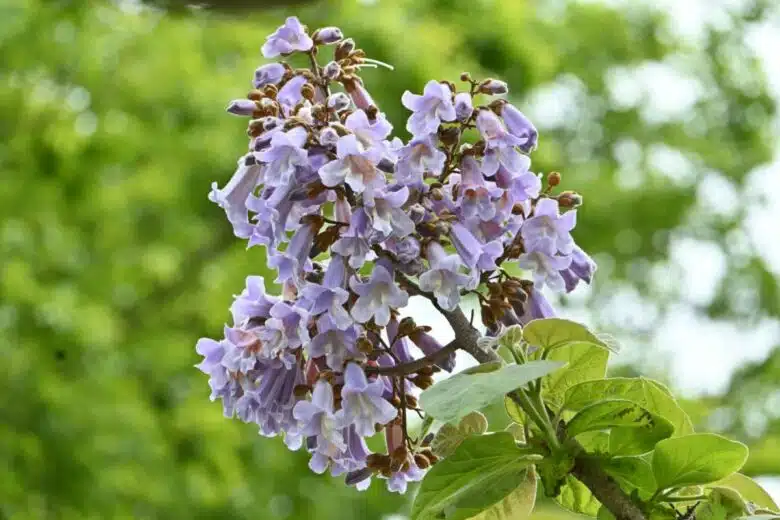 De belles fleurs violettes.