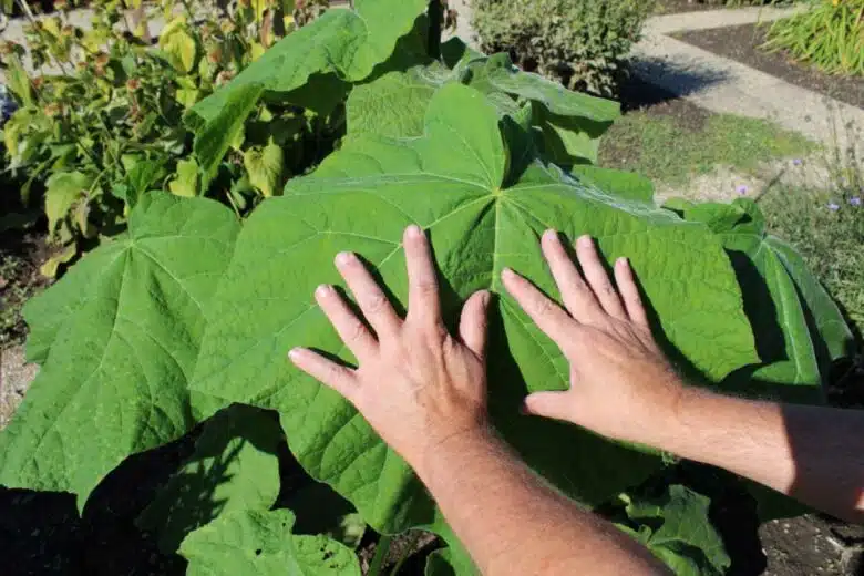 Des feuilles gigantesques.