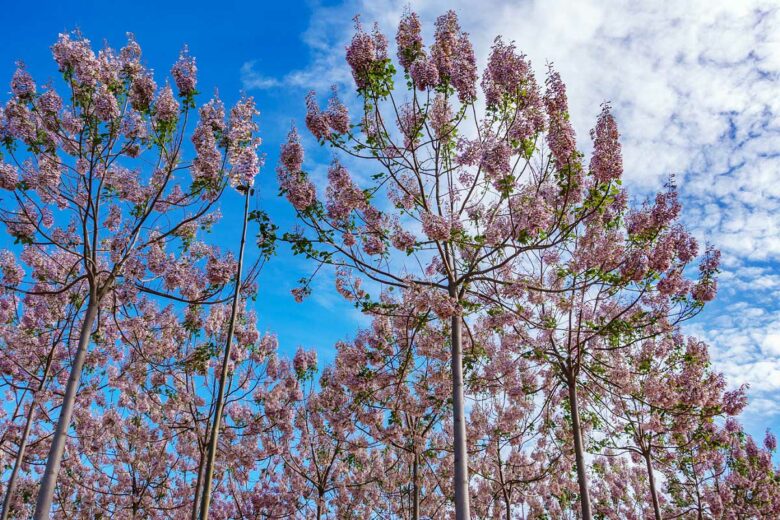 Le paulownia est un arbre à croissance rapide.