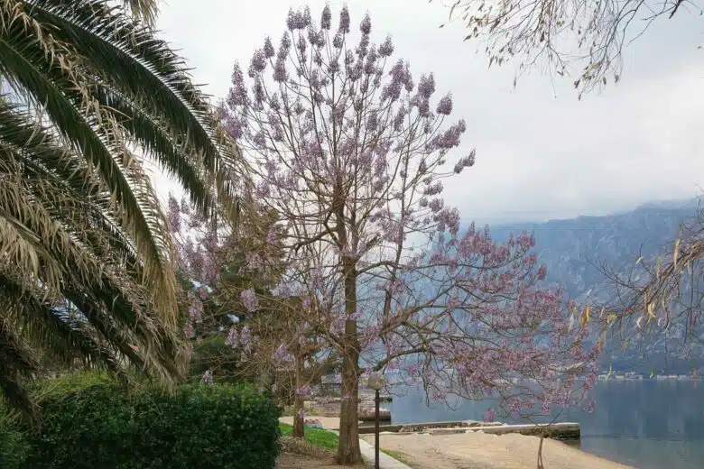 Un superbe paulownia.