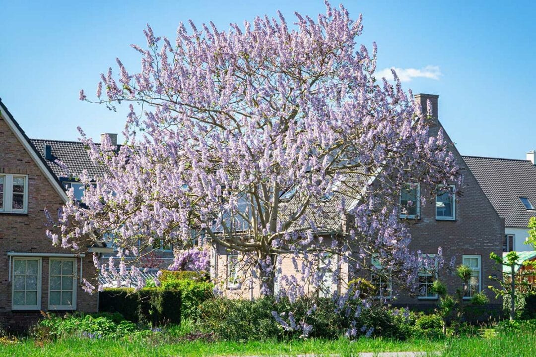 Un beau paulownia dans un jardin.