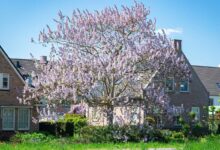 Un beau paulownia dans un jardin.