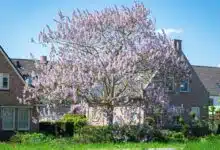 Un beau paulownia dans un jardin.