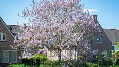 Un beau paulownia dans un jardin.