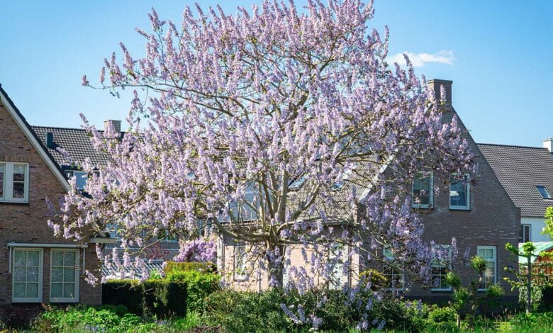 Un beau paulownia dans un jardin.