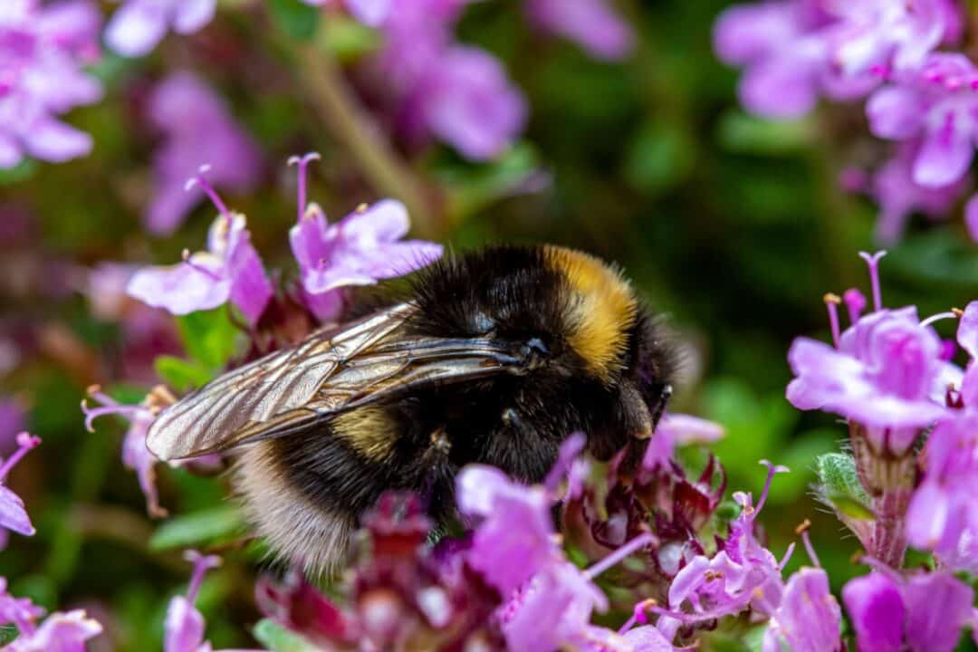 Connaissez-vous les particularités du bourdon ? Cet insecte qui butine, mais ne produit pas de miel.