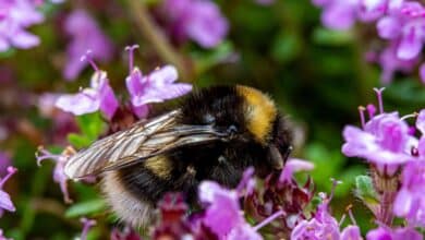 Connaissez-vous les particularités du bourdon ? Cet insecte qui butine, mais ne produit pas de miel.